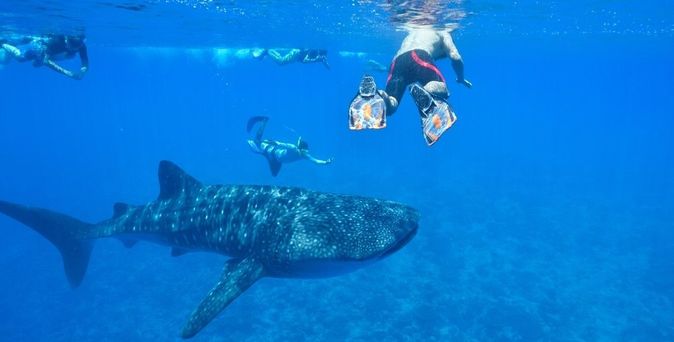 Taucher und ein großer Fisch unter der Wasseroberfläche im Meer