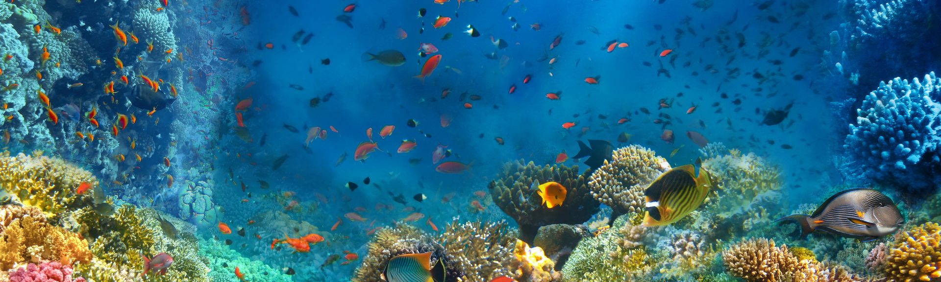 Korallenriff und Fische im Roten Meer in Ägypten