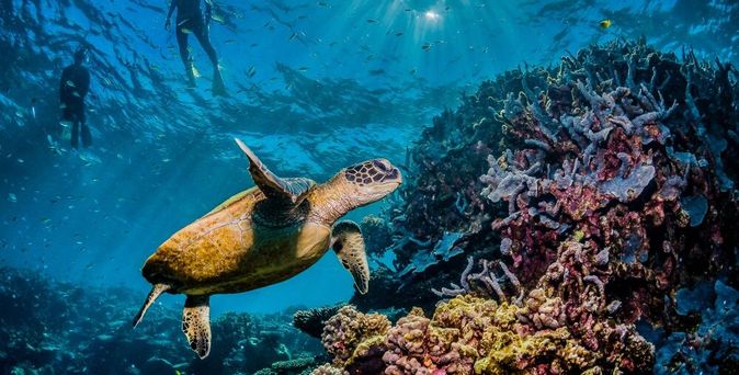 Eine Große Schildkröte schwimmt durchs Wasser 