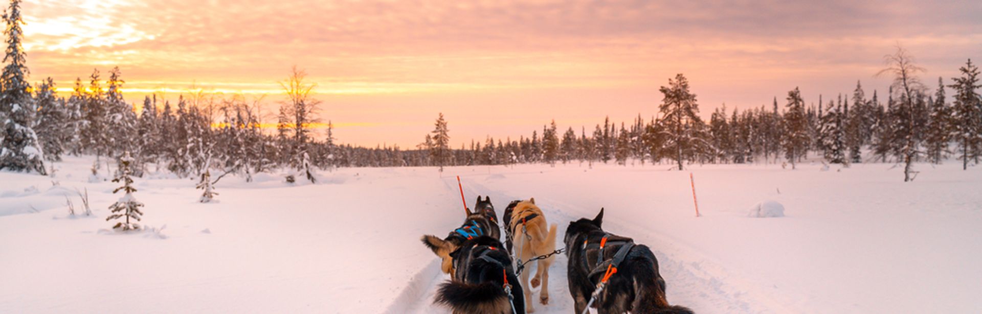 Hunde ziehen einen Schlitten durch den Schnee bei Sonnenuntergang