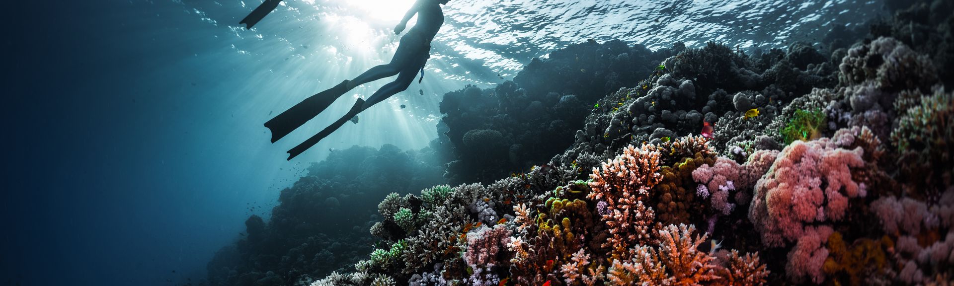 Ein buntes Korallenriff, darüber zwei Taucher