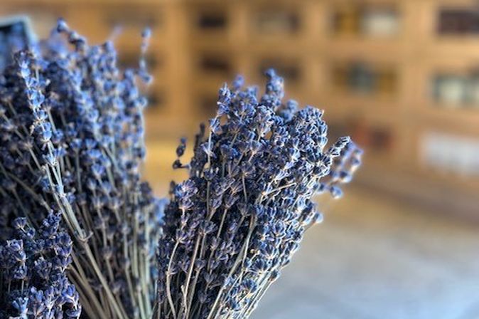 Lavendel aus der Provence in Südfrankreich