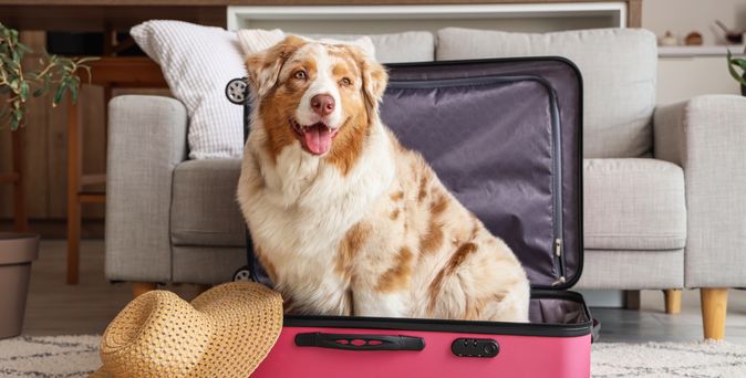  Australian Shepherd sitzt mit einem Sonnenhut in einem Koffer