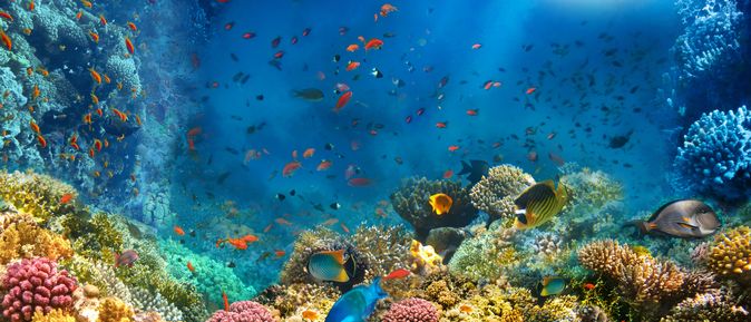 Korallenriff und Fische im Roten Meer in Ägypten