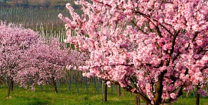 Tagesfahrt Gimmeldinger Madelblüte Rutesheimer Reisebüro