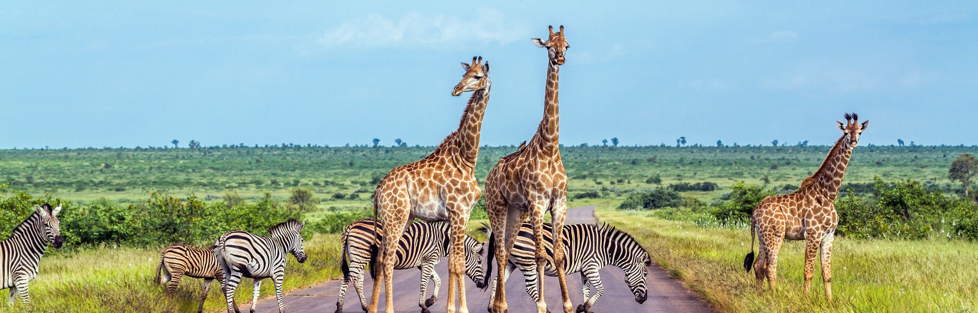 Giraffen und Zebras stehen auf einer Straße umgeben von Natur in Afrika