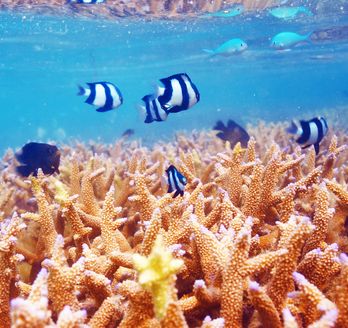 Blaue Fische schwimmen in einem Riff in Meer