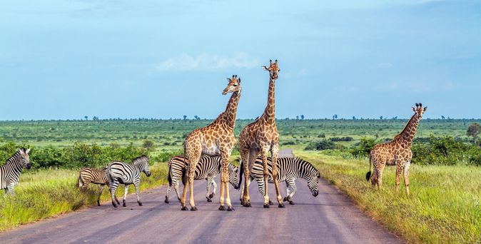Giraffen und Zebras stehen auf einer Straße umgeben von Natur in Afrika