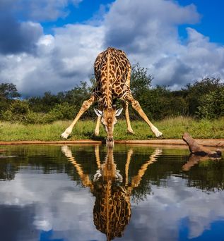 Giraffe steht breitbeinig am Wasserloch und trinkt. Giraffe spiegelt sich im Wasser