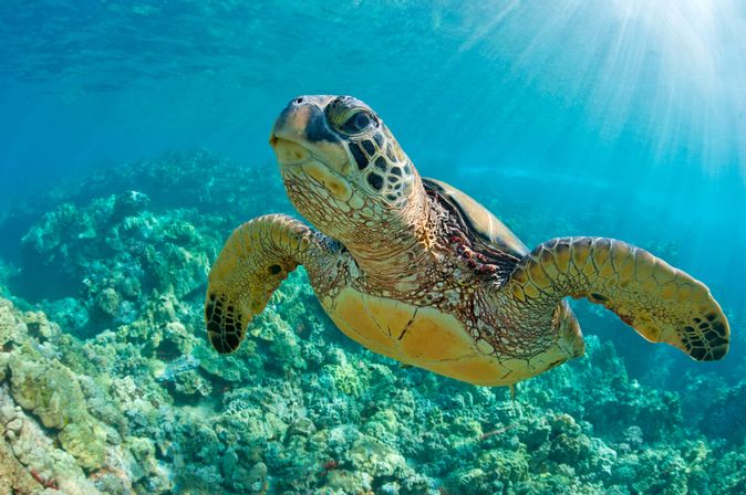 Eine große Wasserschildkröte schwimmt durchs Wasser 