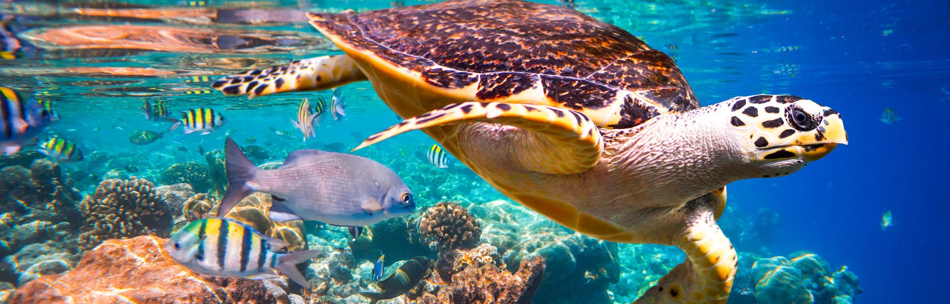 Eine Schildkröte und viele verschiedene Fische im Meer