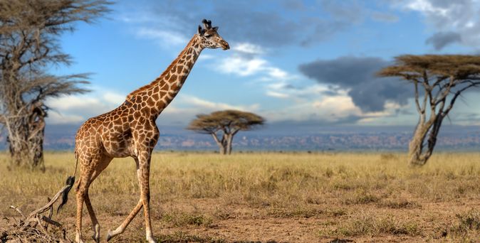 Giraffe läuft durch eine Steppe 