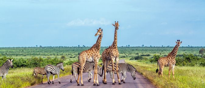 Giraffen und Zebras stehen auf einer Straße umgeben von Natur in Afrika