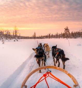 Hunde ziehen einen Schlitten durch den Schnee bei Sonnenuntergang