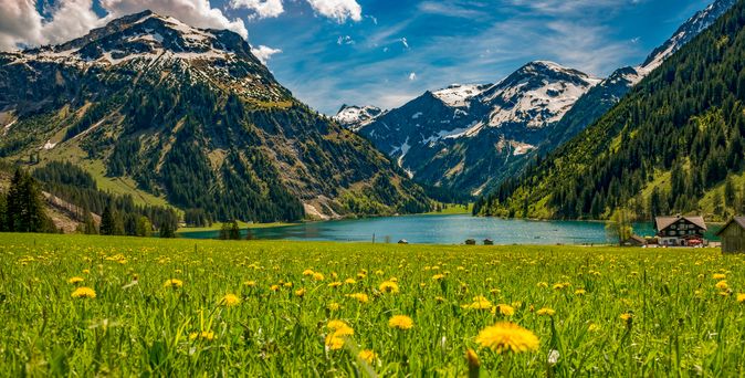 Wiese in den österreichischen Alpen