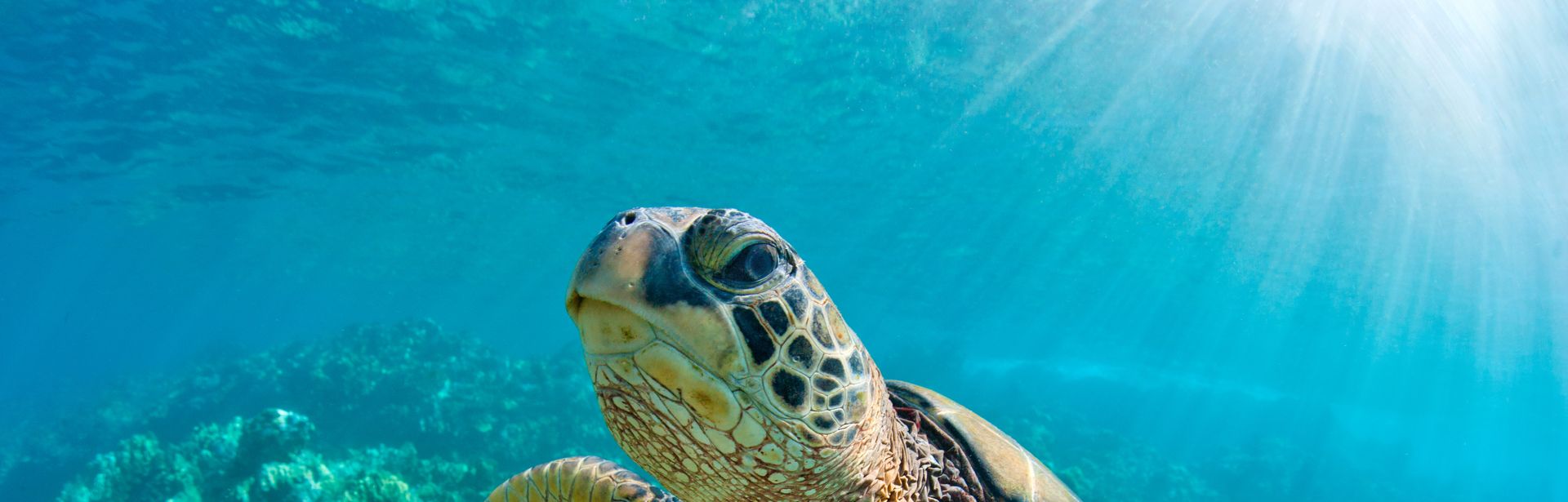 Eine große Wasserschildkröte schwimmt durchs Wasser 