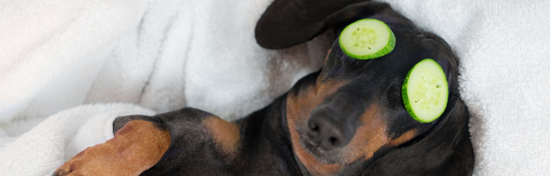 Ein Hund liegt zugedeckt im Bett und hat Gurken auf den Augen