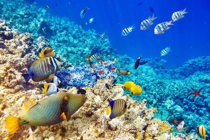 Buntes Riff mit vielen bunten Fischen
