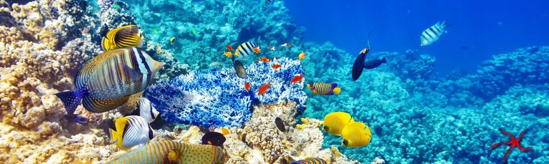 Buntes Riff mit vielen bunten Fischen