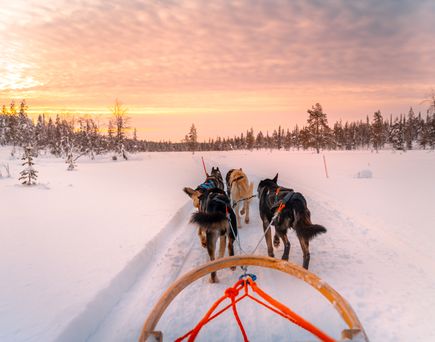 Hunde ziehen einen Schlitten durch den Schnee bei Sonnenuntergang