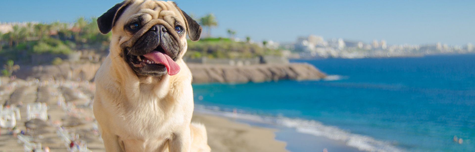 Ein Hund steht auf einem Hügel, im Hintergrund ist ein Strand und das Meer
