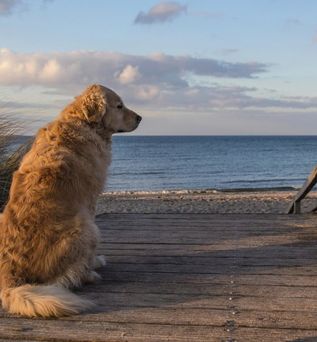 CARAT Apartments Grömitz