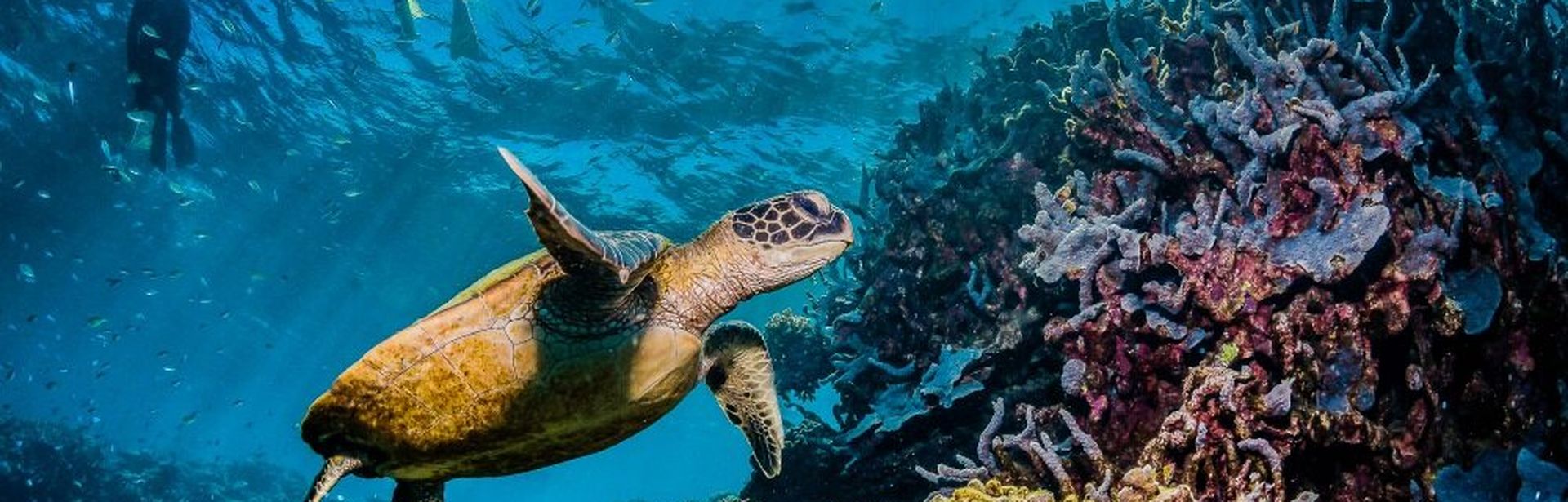 Eine Große Schildkröte schwimmt durchs Wasser 