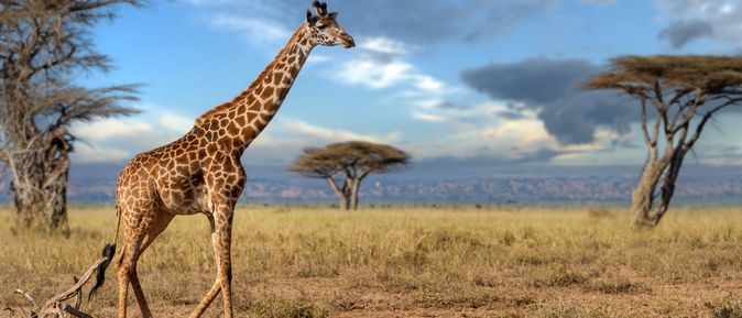 Giraffe läuft durch eine Steppe 