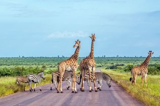 Giraffen und Zebras stehen auf einer Straße umgeben von Natur in Afrika