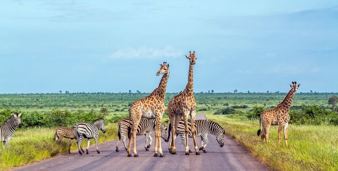 Giraffen und Zebras stehen auf einer Straße umgeben von Natur in Afrika