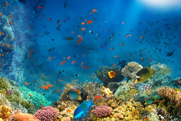 Korallenriff und Fische im Roten Meer in Ägypten