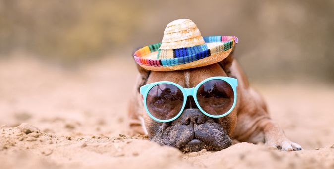 Ein Hund mit Sonnenbrille und Hut liegt am Strand