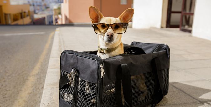 Ein Hund mit Sonnenbrille sitzt in einer Transporttasche