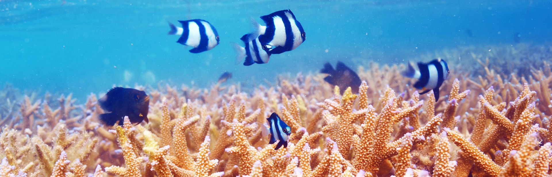 Blaue Fische schwimmen in einem Riff in Meer
