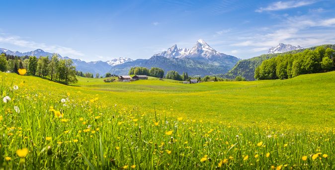 Grüne Wiese