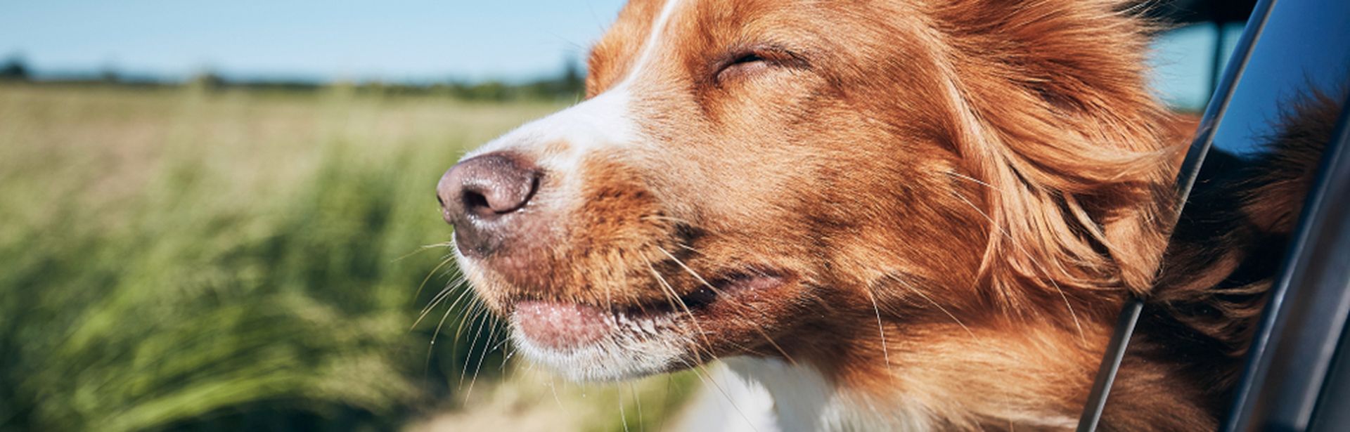 Ein Hund lehnt sich während der Autofahrt aus dem Fenster