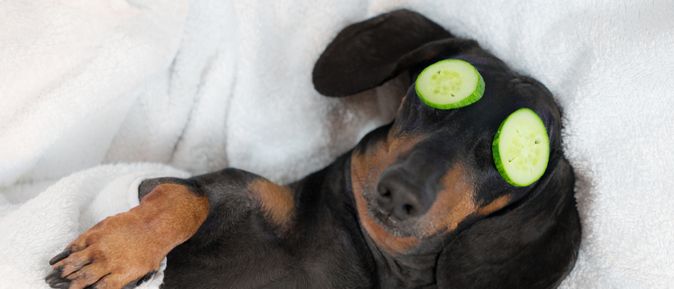 Ein Hund liegt zugedeckt im Bett und hat Gurken auf den Augen
