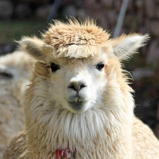 Peru - Lamas