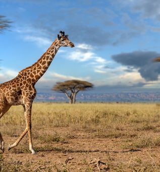 Giraffe läuft durch eine Steppe 