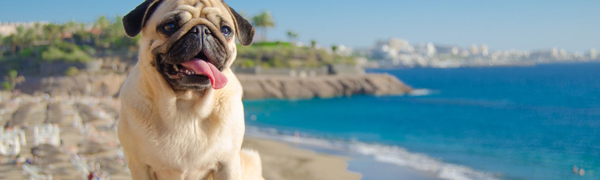 Ein Hund steht auf einem Hügel, im Hintergrund ist ein Strand und das Meer