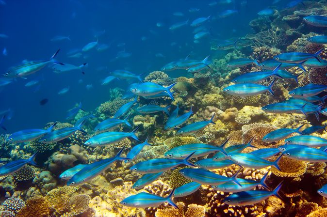 Blaue fische schwimmen durch ein Riff