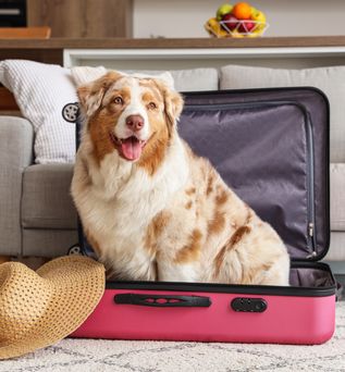  Australian Shepherd sitzt mit einem Sonnenhut in einem Koffer