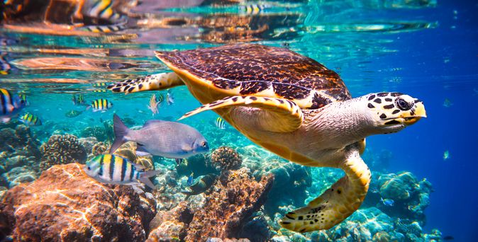 Eine Schildkröte und viele verschiedene Fische im Meer