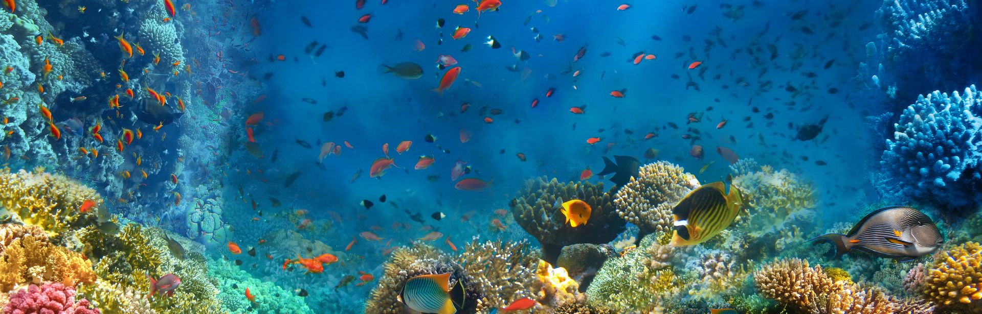 Korallenriff und Fische im Roten Meer in Ägypten