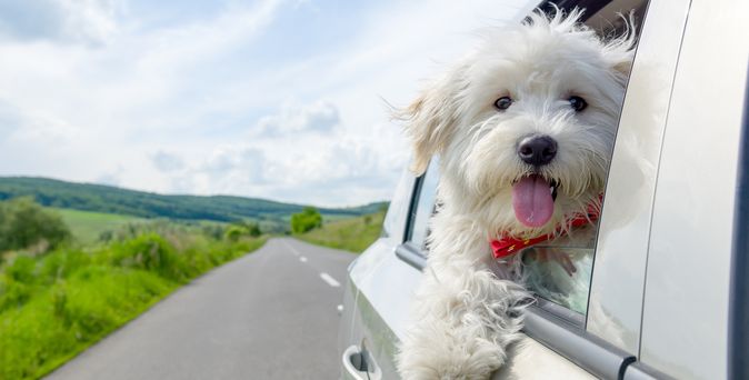 Ein Hund lehnt sich während der Fahrt aus dem Autofenster