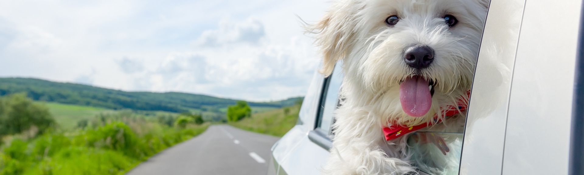 Ein Hund lehnt sich während der Fahrt aus dem Autofenster