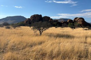Bild von Namibia, Steppe mit trockenem Gras im Hintergrund Bäume und Berge