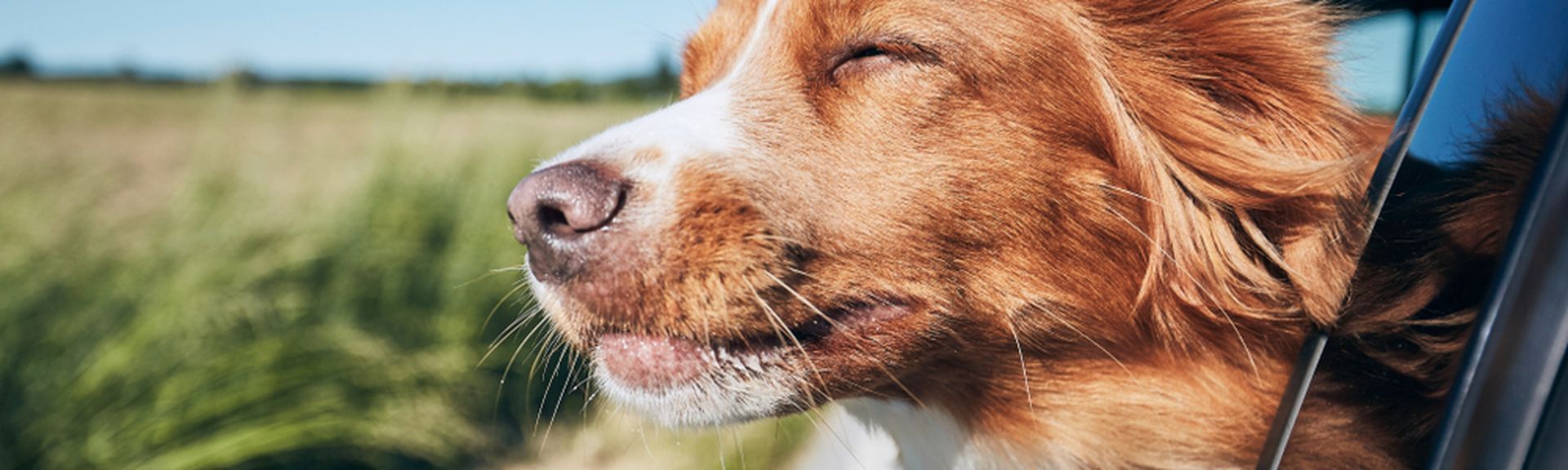 Ein Hund lehnt sich während der Autofahrt aus dem Fenster