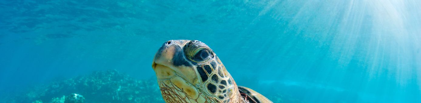 Eine große Wasserschildkröte schwimmt durchs Wasser 