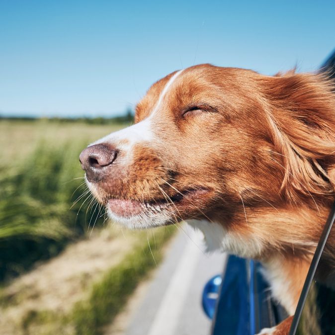 Ein Hund lehnt sich während der Autofahrt aus dem Fenster
